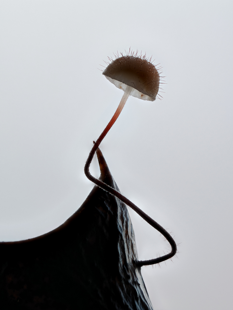 Photo by Claire Williams Marasmius hudsonii by Claire Williams